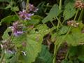 سالویای بنفش